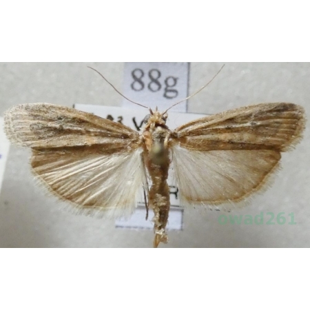 Gymnancyla hornigii (Lederer, 1852) Czech88g